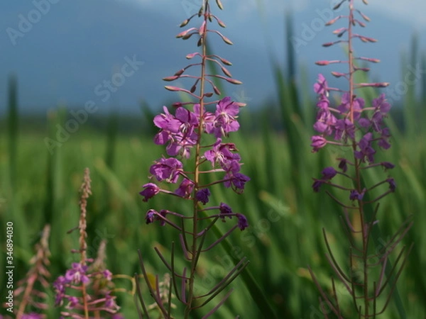 Fototapeta OLYMPUS DIGITAL CAMERA