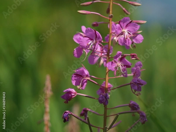 Fototapeta OLYMPUS DIGITAL CAMERA