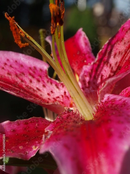 Fototapeta OLYMPUS DIGITAL CAMERA