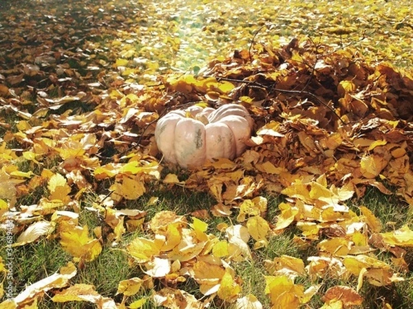 Fototapeta OLYMPUS DIGITAL CAMERA