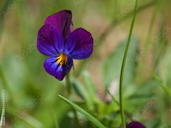 Fototapeta OLYMPUS DIGITAL CAMERA