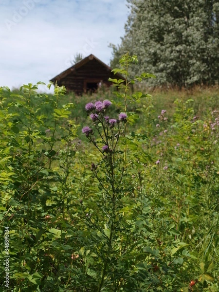 Fototapeta OLYMPUS DIGITAL CAMERA