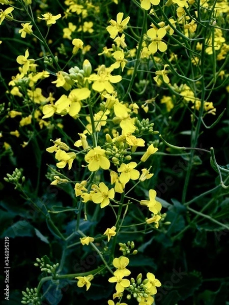 Fototapeta OLYMPUS DIGITAL CAMERA