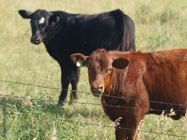 Fototapeta OLYMPUS DIGITAL CAMERA