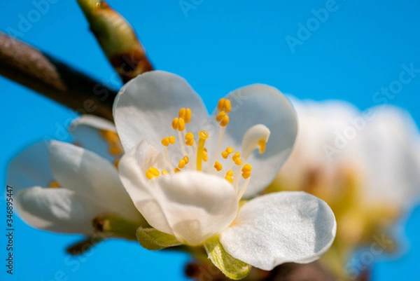 Fototapeta Plum tree bud macro photo
