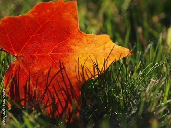 Fototapeta OLYMPUS DIGITAL CAMERA