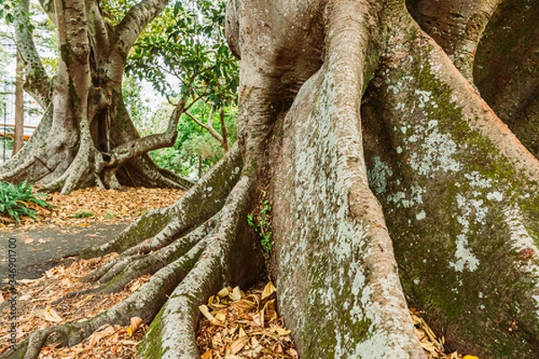Fototapeta Baumwurzeln