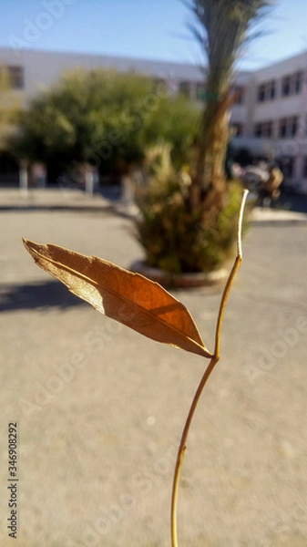 Obraz leaf on a branch