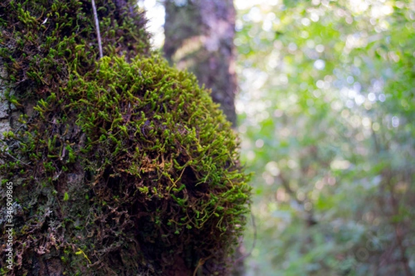 Fototapeta moss on tree