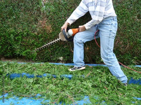 Obraz Taille d'une haie