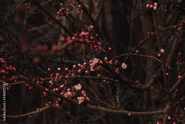 Obraz red christmas tree