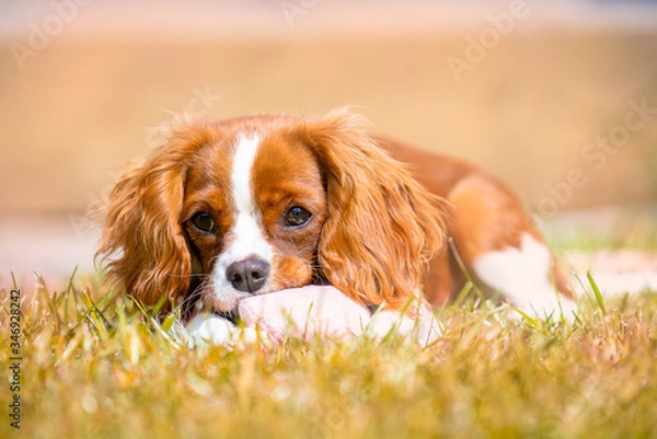 Fototapeta Cavalier King Charles Spaniel Puppy