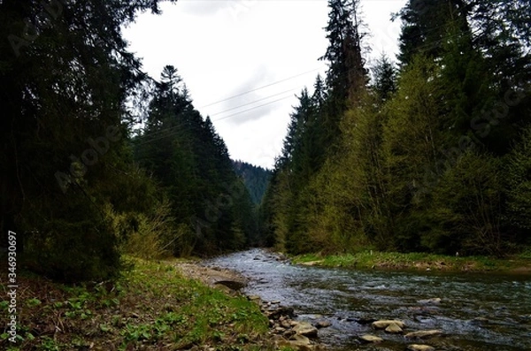 Obraz river in the woods