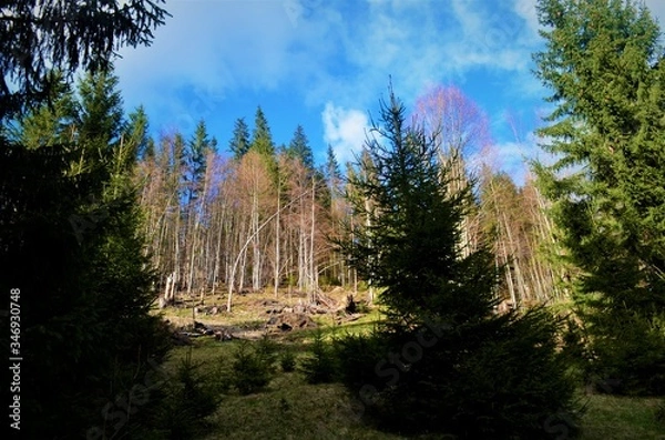Obraz forest and trees