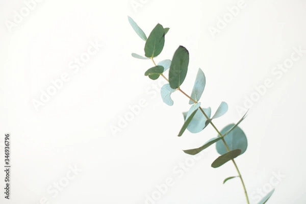Obraz Eucalyptus botanical plant branch detail. Eucalyptus gunnii, commonly known as cider gum. 
