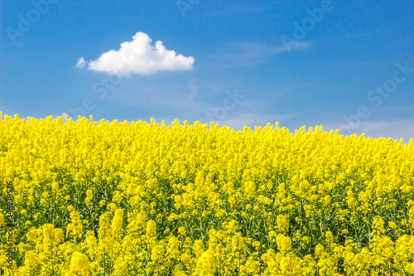Fototapeta 
lonely white clouds in the blue sky above the rape field
