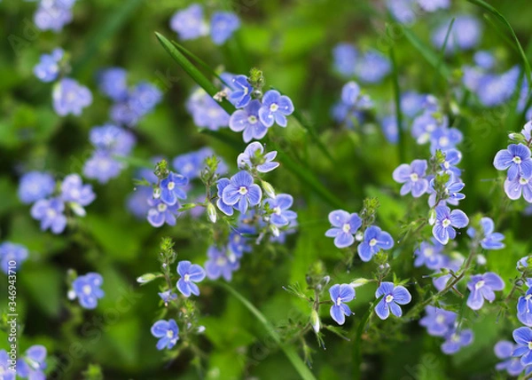 Obraz delicate blue flowers Veronica Beccabunga