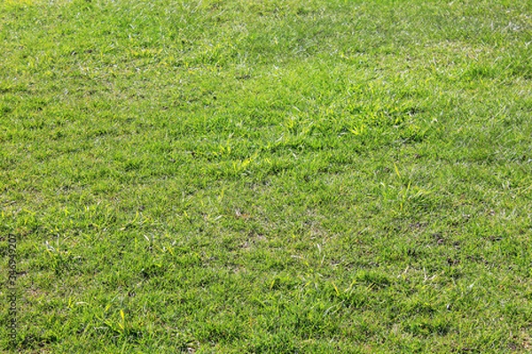 Fototapeta Green grass field pattern in bad condition. Grass texture background in need of maintenance, old used patchy green lawn structure