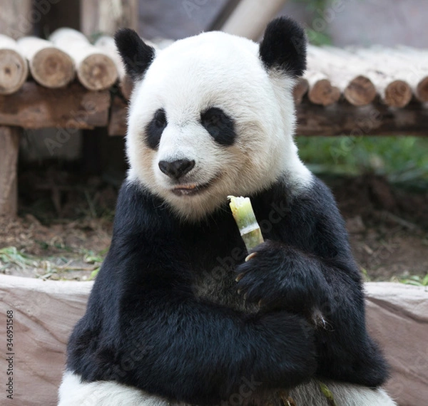 Fototapeta Chinese tourist symbol and attraction - Giant panda bear eating bamboo