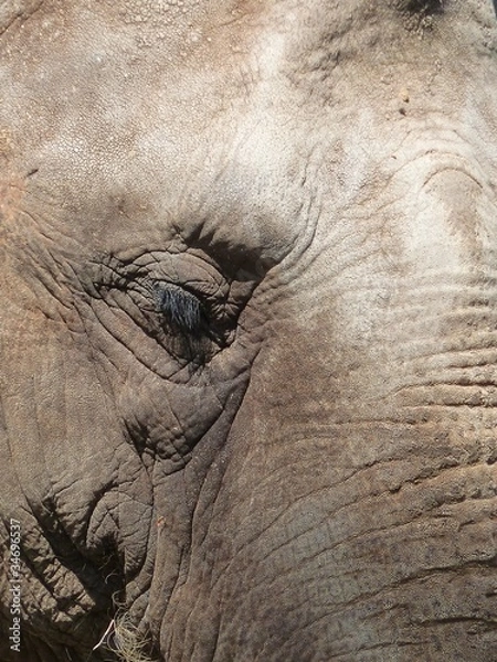 Fototapeta éléphant