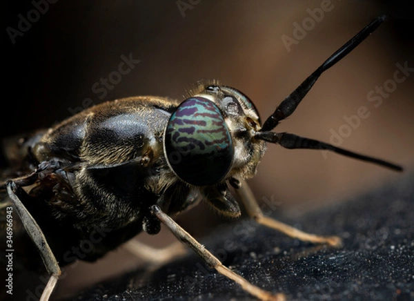Obraz Soldier fly close up, macrophotography, diffocused background.