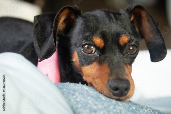 Obraz じっと見つめる犬　ブラックタンの小型犬