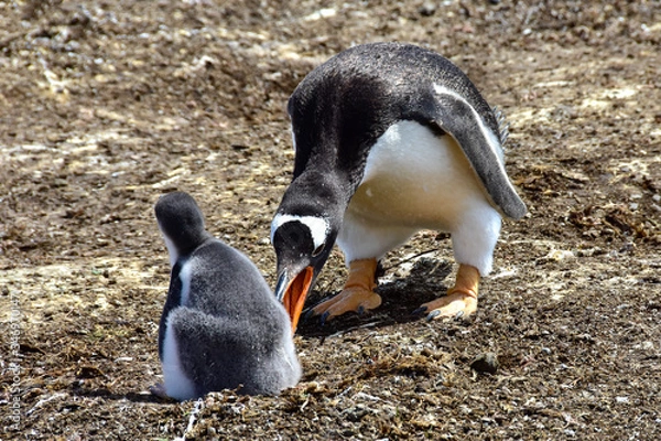 Fototapeta Gentoo Penguins at Volunteer Point, Falkland Islands