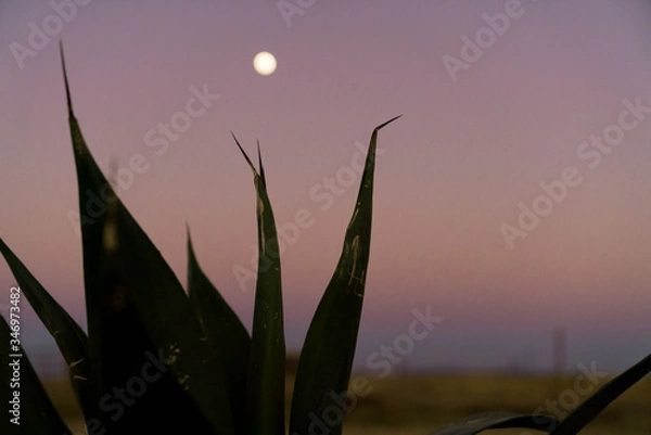 Obraz Full Moon Agave Mood