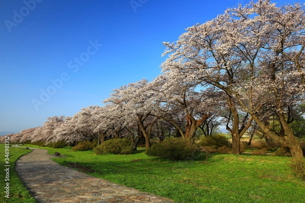 Obraz 春の展勝地　桜並木