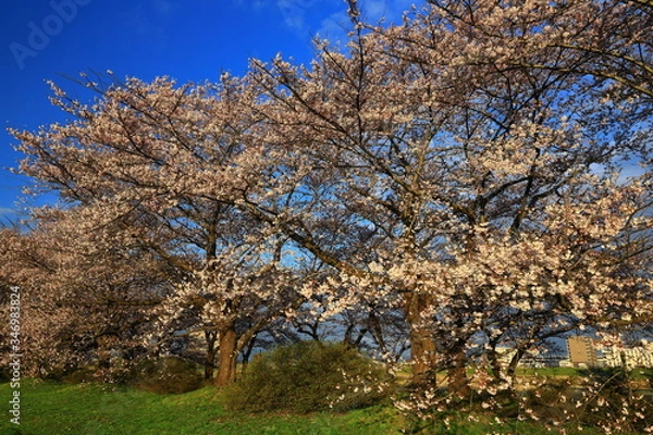 Fototapeta 春の展勝地　桜並木