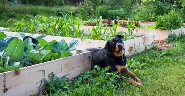 Obraz Gardening with Man's Best Friend