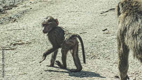 Obraz Baby monkey looking back at camera