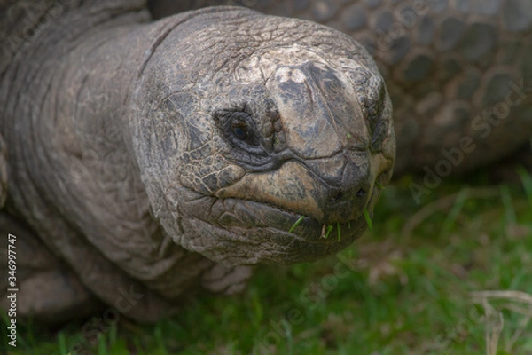 Fototapeta 
head of a large old turtle