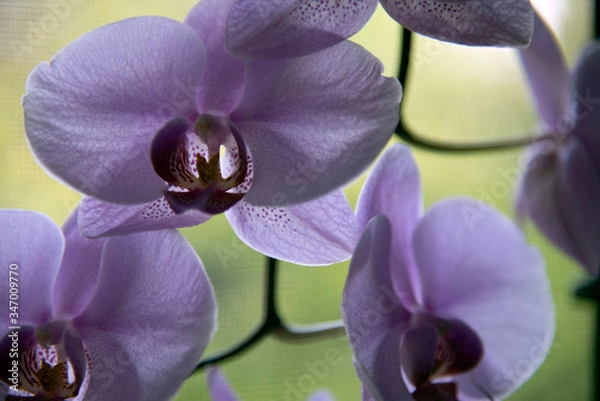 Obraz Purple orchid with green background