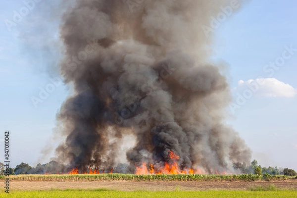 Obraz Sugarcane burning
