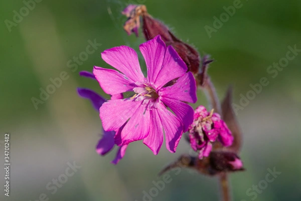Fototapeta Purple flower.