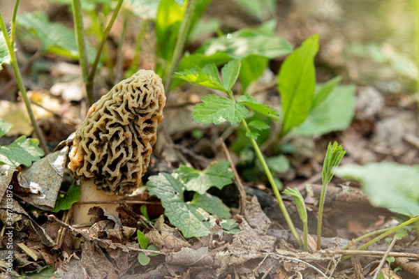 Obraz Morel mushroom 