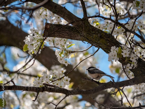 Obraz chickadee  bird on a blossoming cherry tree in spring