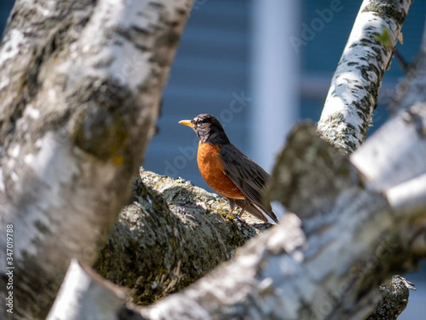 Obraz Robin bird on a birch tree