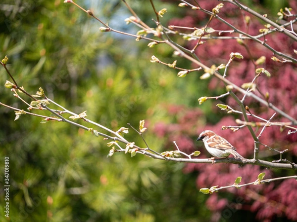 Obraz sparrow on a tree branch in spring