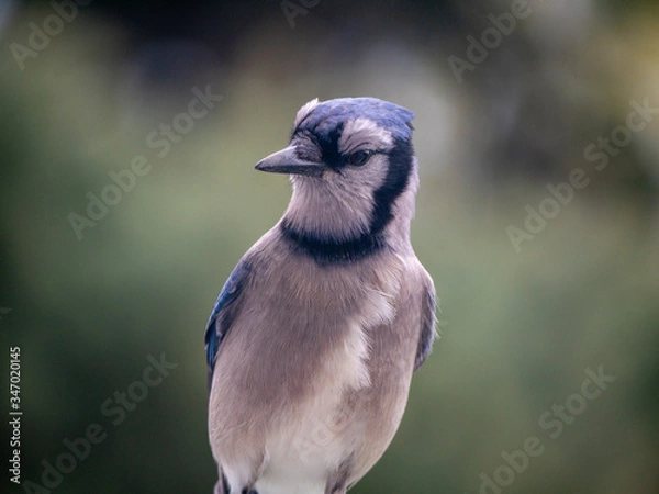 Obraz blue jay bird