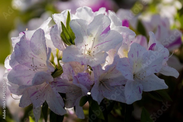 Obraz 名もなき公園に咲き誇るツツジたち