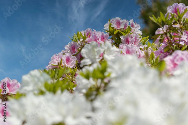 Obraz 名もなき公園に咲き誇るツツジたち