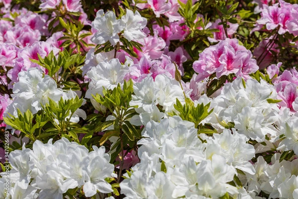 Obraz 名もなき公園に咲き誇るツツジたち