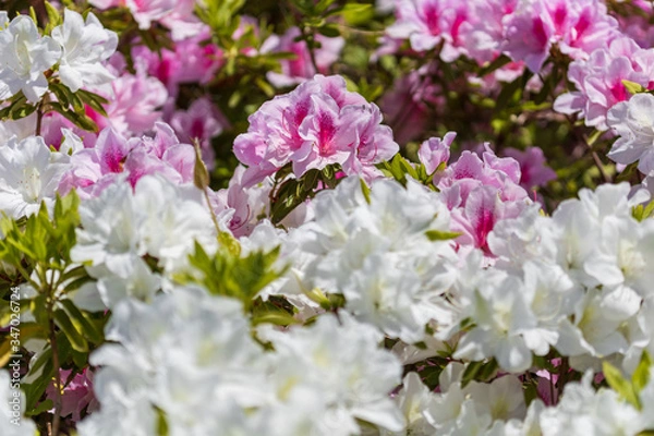 Obraz 名もなき公園に咲き誇るツツジたち