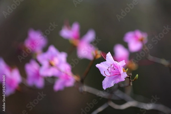 Fototapeta 진달래꽃