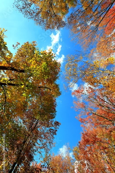 Fototapeta 아름다운 가을 숲