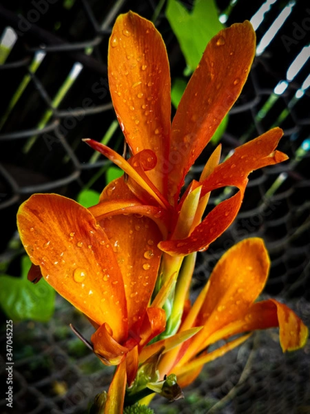 Obraz Orange Lily flower