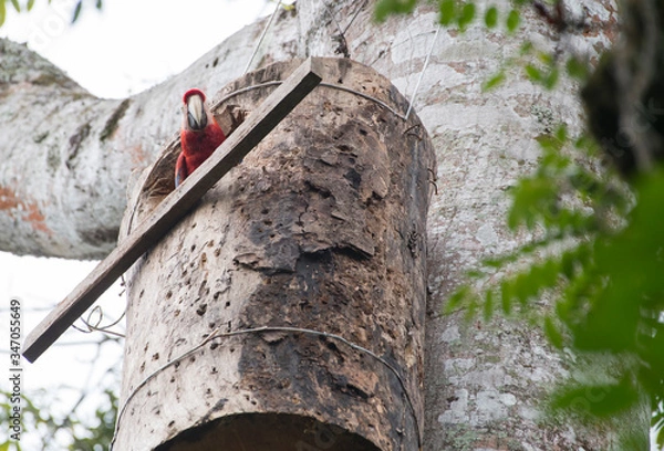 Obraz bird in the tree