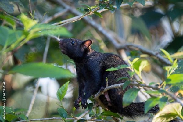 Obraz black and white squirrel